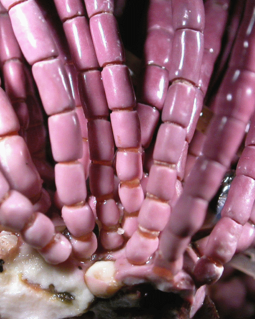 lignin red algae lignin red algae